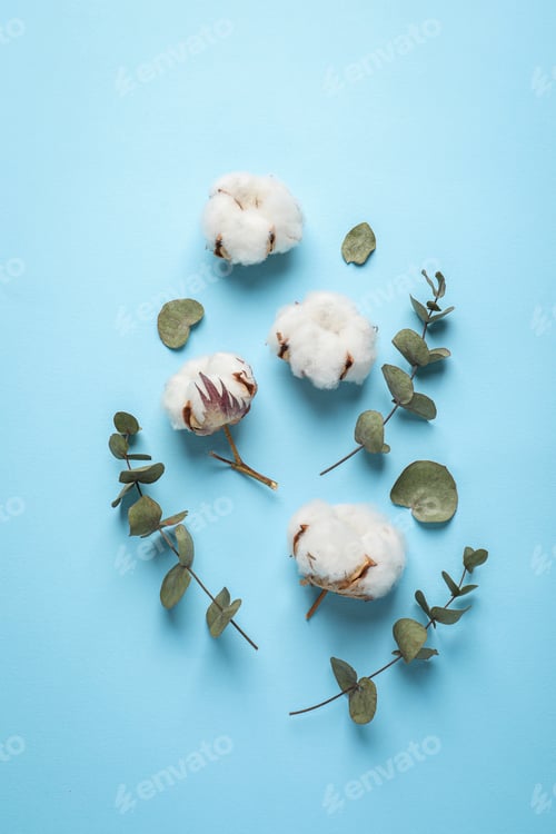 Preview: Fluffy cotton flowers and green leaves on light blue background, flat lay