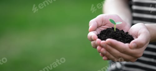 Preview: hands hold the soil with a sprout
