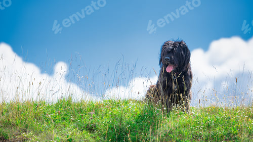 Preview: Bergamo Shepherd dog