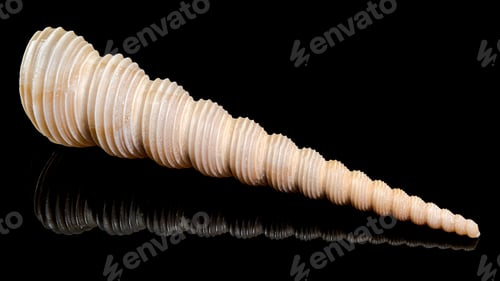 Preview: Close-Up of Turritella Shell with Spiral Pattern