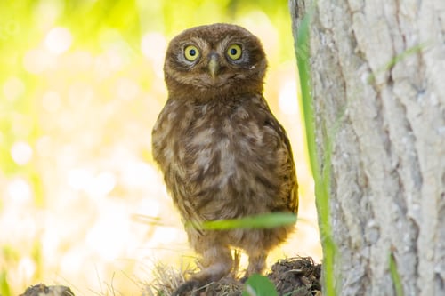 Preview: Little Owl, Athene noctua. A young bird recently left the nest. A chick stands near a tree