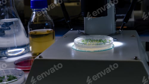 Preview: Substance in a petri dish being examined with a microscope as part of coronavirus research