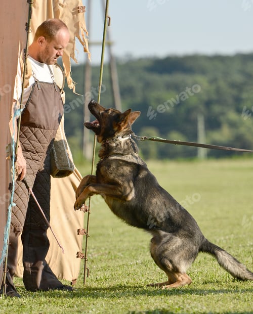 Preview: Police Dog Outdoor Training Process