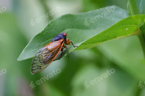 Preview: Closeup shot of a cicada on a green leaf. Magicicada septendecula