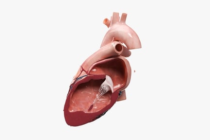 Preview: Detailed Heart Anatomy Lateral Section