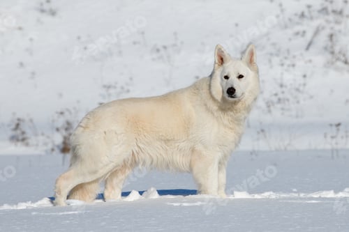 Preview: White Swiss Shepherd dog running on snow