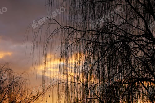 Preview: Winter Weeping Willow - Photograph Of Delicate And Graceful Winter Weeping Willow Branches With A