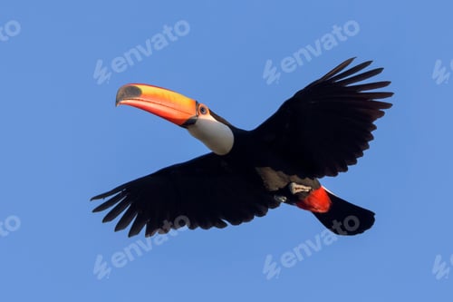 Preview: toucan, bird, colours, tropics