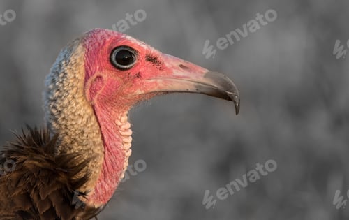 Preview: A close up of a hooded vulture, Necrosyrtes monachus
