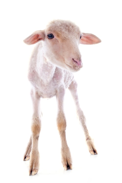 Preview: young lamb