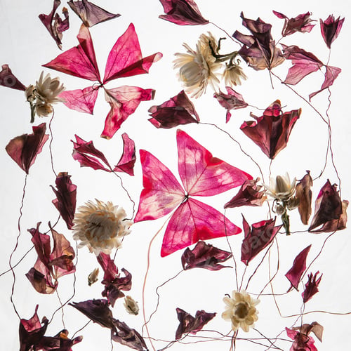 Preview: Creative herbarium layout of pressed and dried flowers and purple leaves on white background.