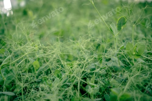 Preview: Pea shoots