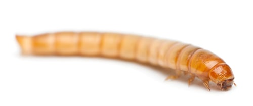 Preview: Larva of Mealworm, Tenebrio molitor, in front of white background