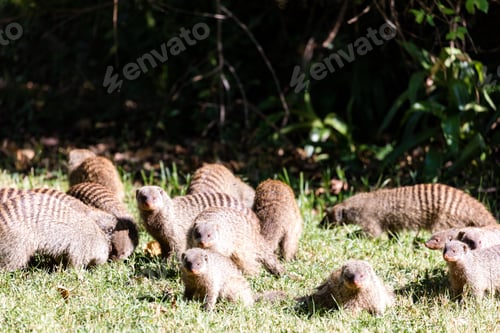 Preview: Mongoose Wildlife Animals Savannah Grassland Wilderness
