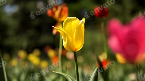 Preview: Close up of yellow tulip in a meadow in the city park. Stock footage. Colorful spring flowers on