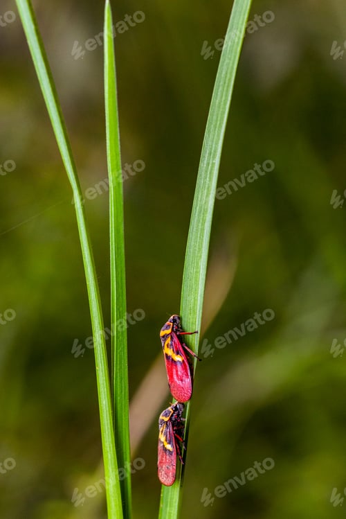 Preview: Kenya Small Insects Macro Animals Fauna Plants Flowers Vegatations Field
