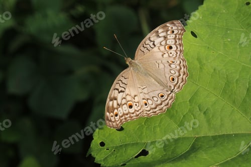 Preview: Beautiful macro shot of a Juno athletes butterfly on lush green foliage in a natural outdoor setting