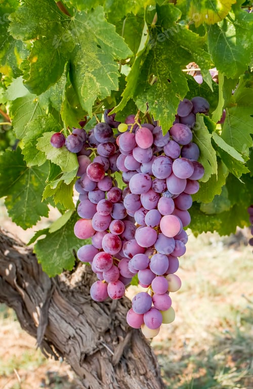 Preview: Grapes field, vineyard (Turkey Izmir Buca vineyard)