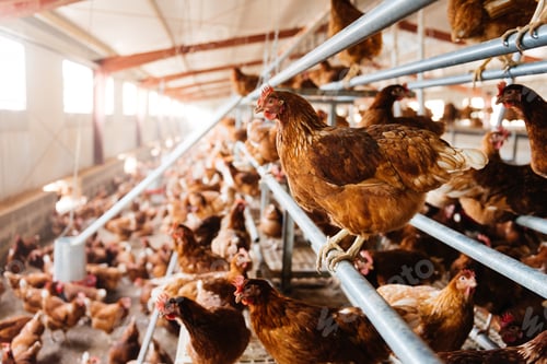 Preview: Healthy brown organic chickens roaming in barn