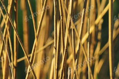 Preview: Close-up shot of a tall stand of dry elephant grass, growing in a chaotically