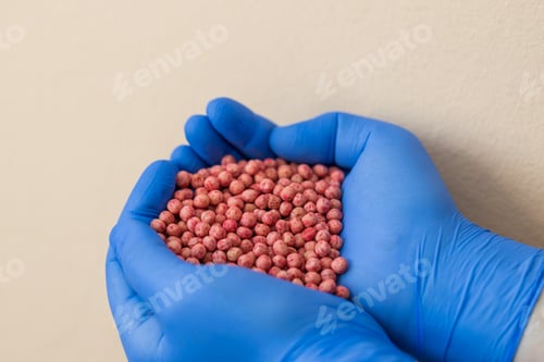 Preview: Close-up of a handful in the hands in the form of a heart etched soybean seeds