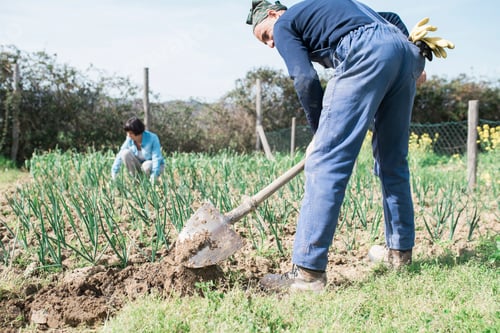 Preview: Mature couple working in vegetable garden