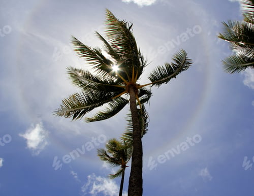 Preview: Blue sky & a beautiful rainbow around the palm tree from below during a tropical summer vacation