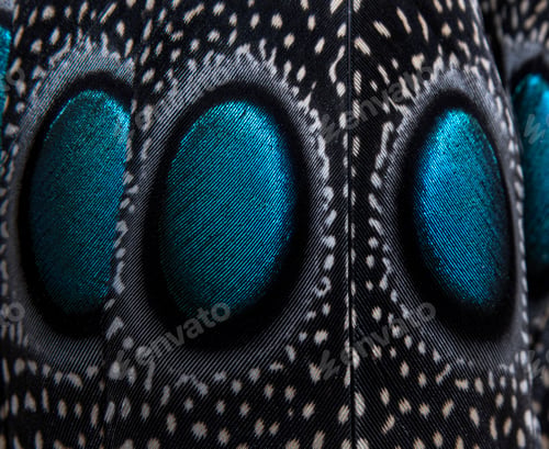 Preview: Close-up on Eyespots or ocellus on the Palawan peacock-pheasant feathers, Polyplectron napoleonis