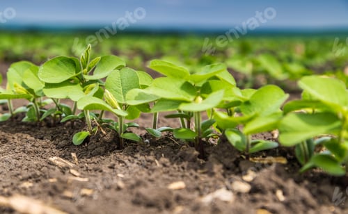Preview: Fresh green soy plants on the field in spring. Rows of young soybean plants