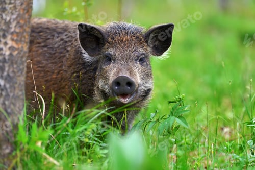 Preview: Wild boar in forest