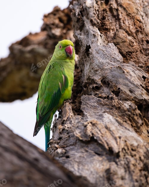 Preview: Rose-ringed parakeet female perch on a dead tree trunk closeup portraiture photo.