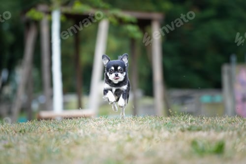 Preview: Shallow focus shot of adorable Chihuahua dog running toward the camera in the park