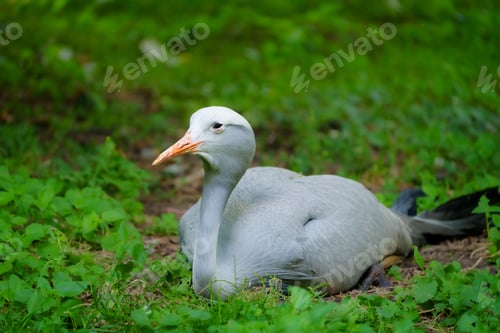 Preview: Close-up of a resting light gray bird with a long thin orange beak