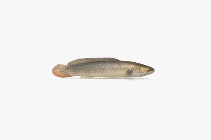 Preview: Bowfin Fish: Amia Calva Details