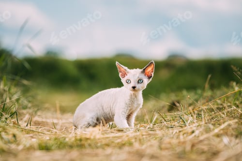 Preview: Sweet Devon Rex Cat Funny Curious Young White Devon Rex Kitten In Grass. Short-haired Cat Of English