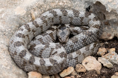 Preview: A detail shot of European Cat snake (Telescopus fallax) or Soosan Snake, on the island of Malta.