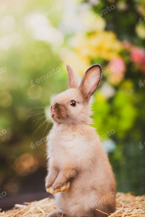 Preview: cute animal pet rabbit or bunny white or brown color for easter in natural easter celebration