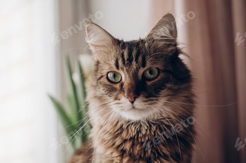 Preview: beautiful cat looking with funny emotions at window on background