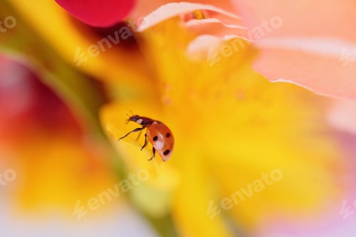 Preview: Closeup of a ladybird on a delicate yellow flower