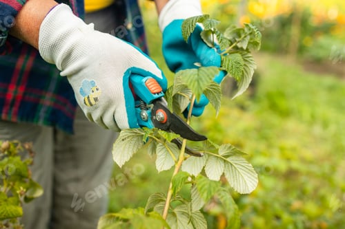 Preview: Pruning raspberry bushes. Autumn garden work. Gloved hands