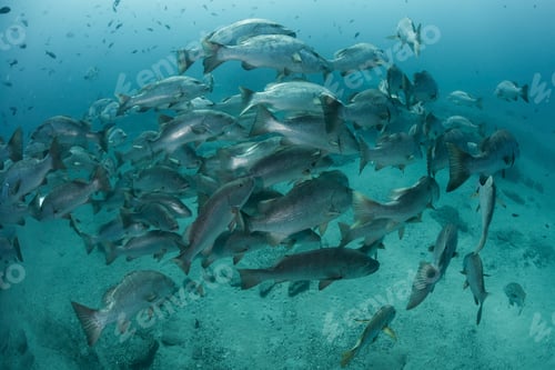 Preview: Snapper in ocean, Punta Baja, Baja California, Mexico