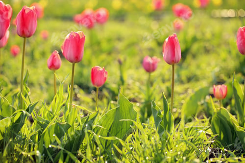 Preview: Field with fresh beautiful tulips. Blooming spring flowers