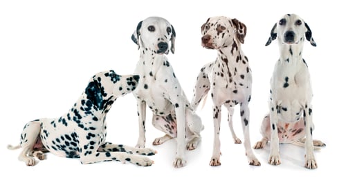 Preview: group of dalmatian
