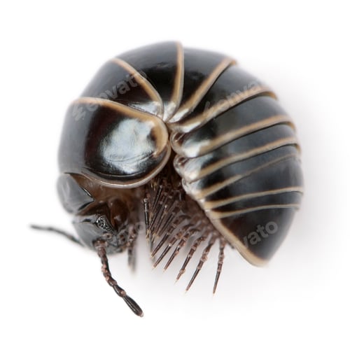 Preview: Glomeris marginata rolling itself up into a ball. Is a common European species of pill millipede