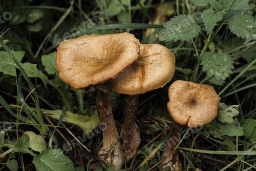Preview: Mushrooms in the grass, close up