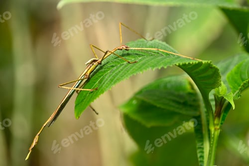 Preview: Close up of tropical stick insect