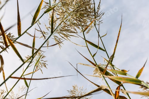 Preview: Stalks and seeds of water reeds seen from the moist soil against the blue sky