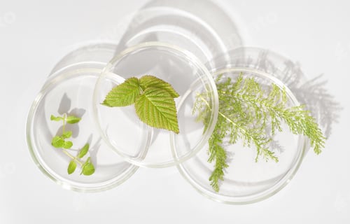 Preview: wild herbs in petri dish as natural medicine ingredient, using forest plants