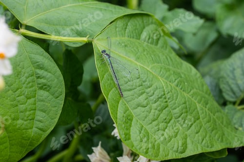 Preview: Emerald Damselfly Perched on a Green Leaf