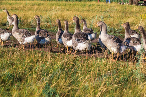 Preview: Domestic gray geese on a meadow. Gray Geese in the grass, domestic bird, flock of geese